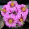 Mammillaria boolii
